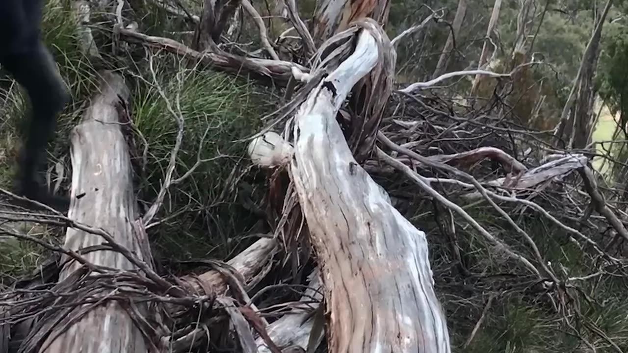 Real Life Vs AI