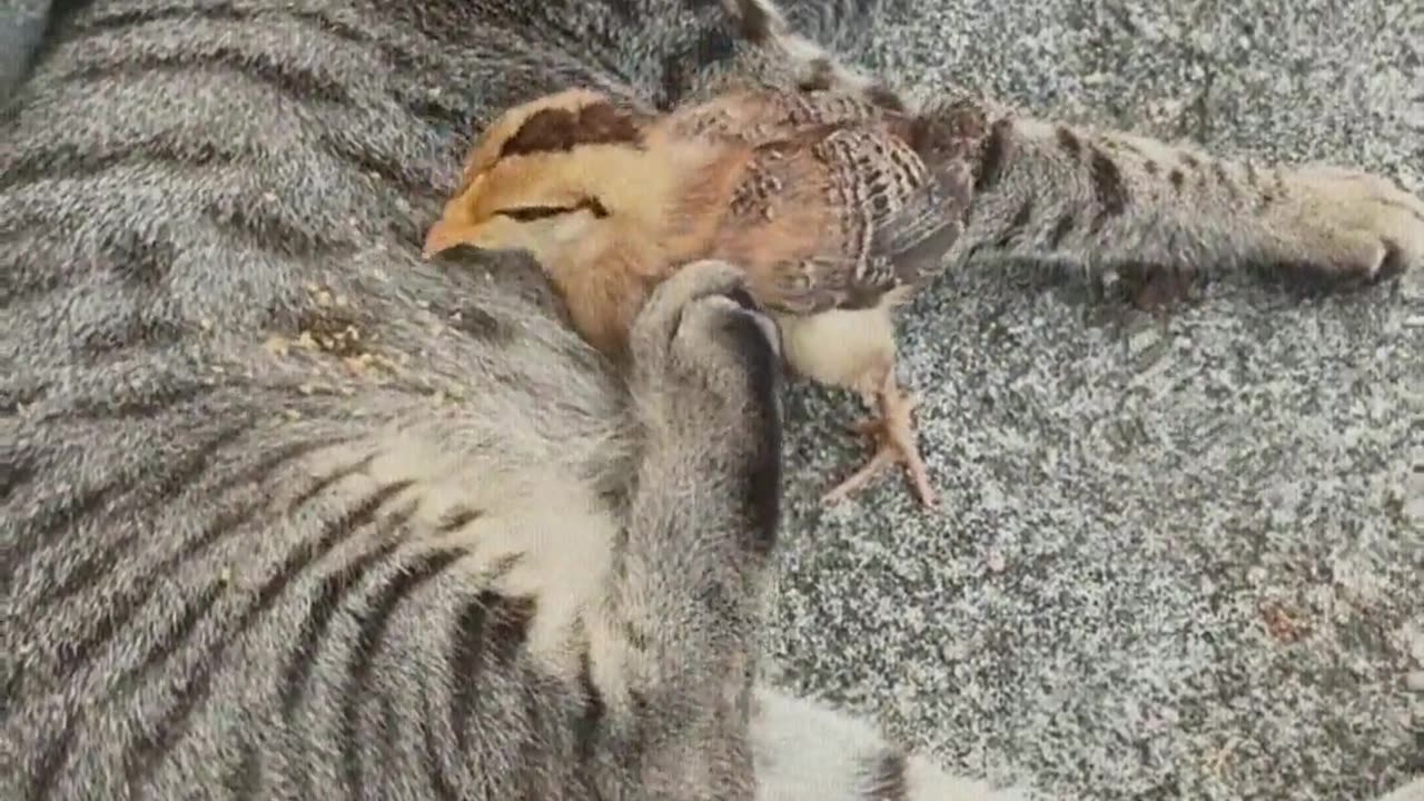 Cat： Get away from me