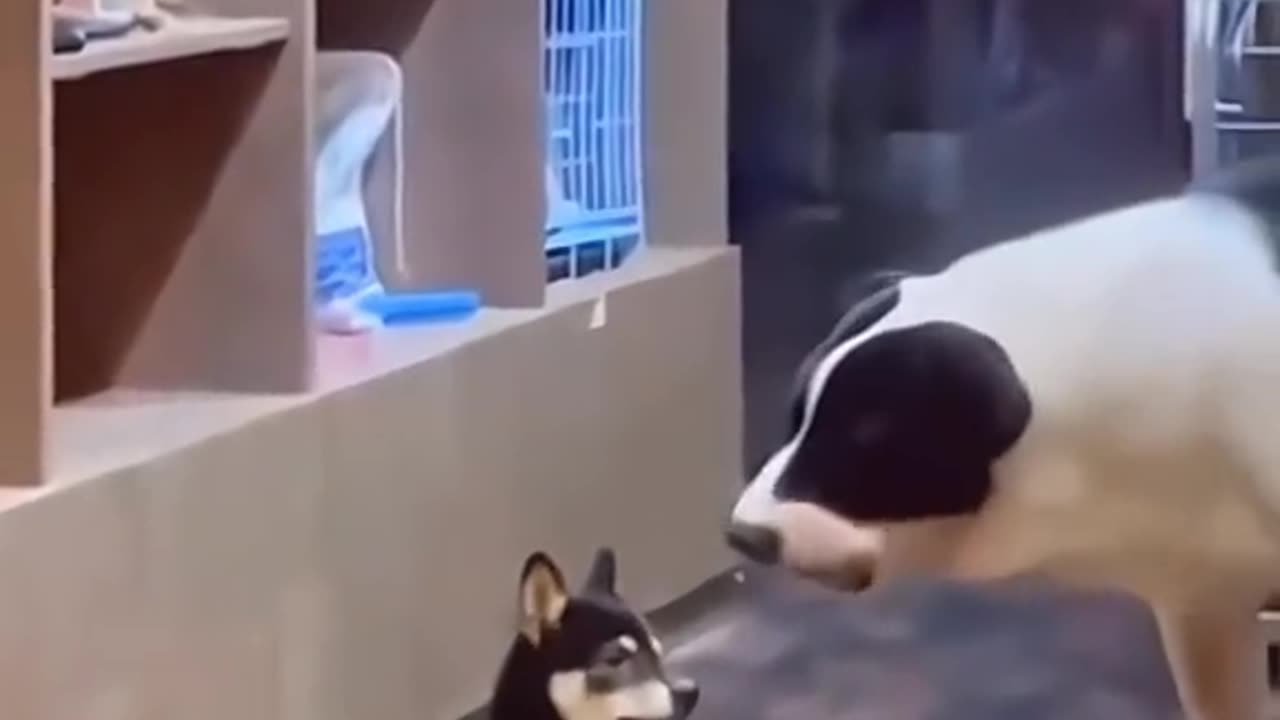 Funny Pets #16