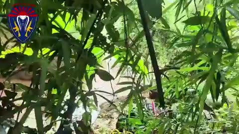 🔫🌾 Myanmar War | Cpbra Column Battles Junta Forces in Thaybawboe | RCF