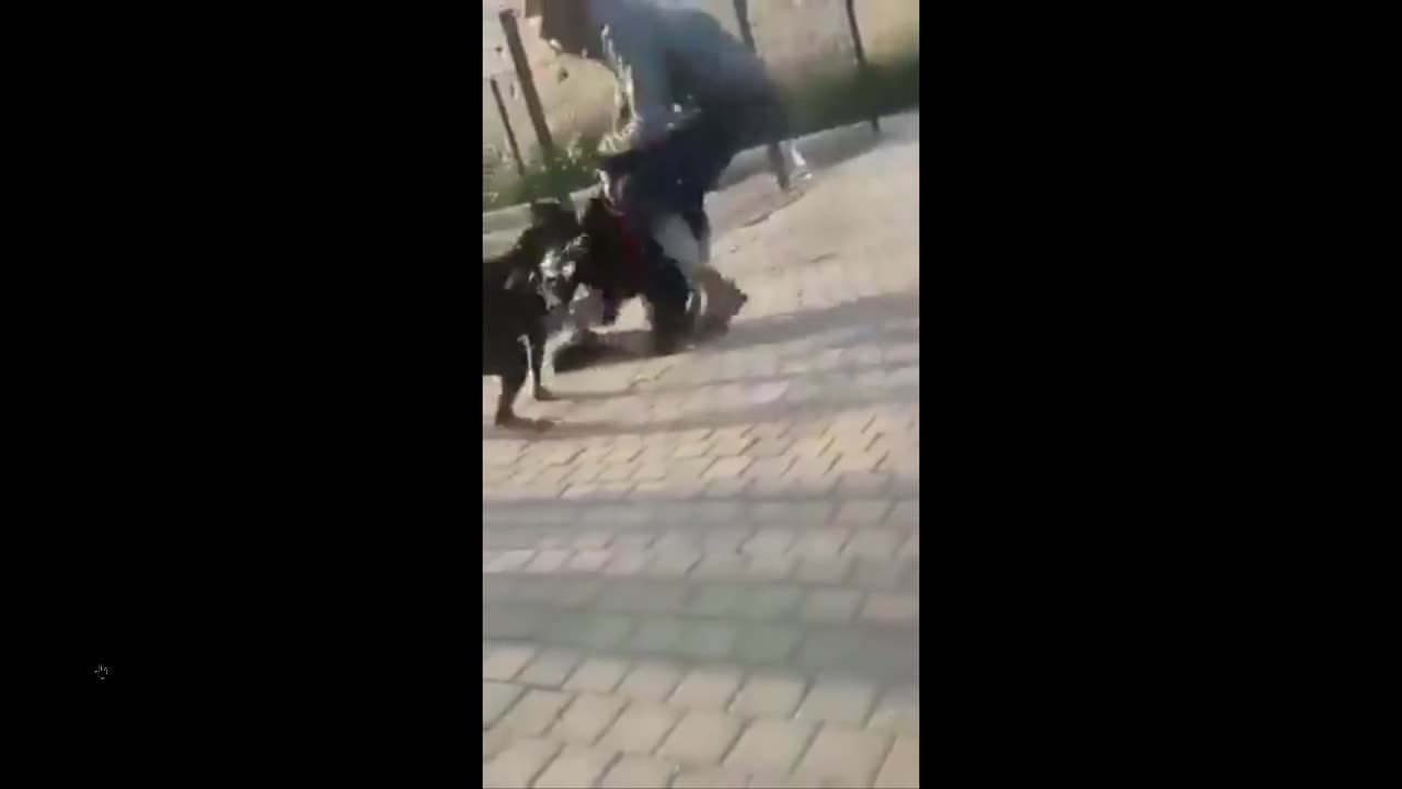 Moron hits a dog and finds out why he shouldn't do that lol - wins stupid prize