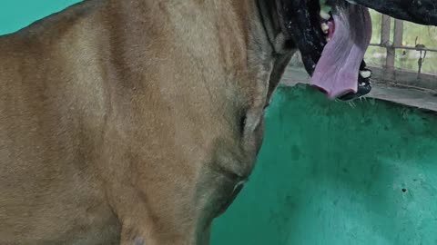 Great Dane Female