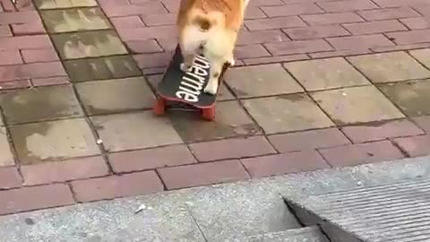 🐶🛹 Skatecorg! Unexpected tricks ahead! | FunFM