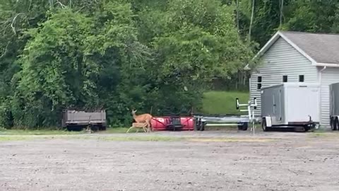Nursing Baby Deer