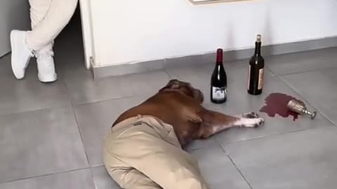 🐶🌙 This Dog's Ruff Night is Hilariously Awkward! | FunFM