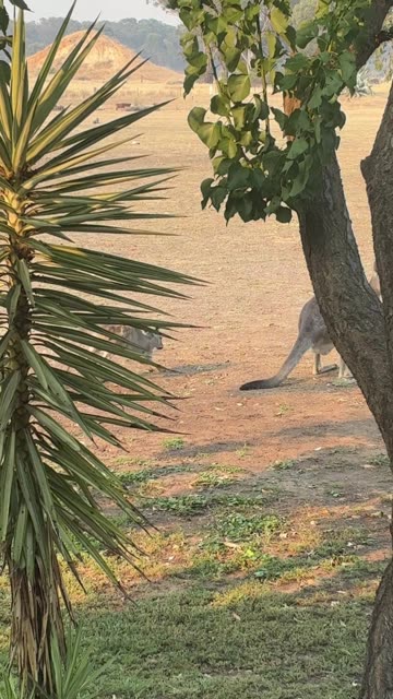 Family of Roos at Jaya
