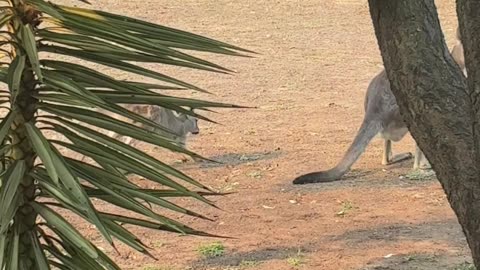 Family of Roos at Jaya