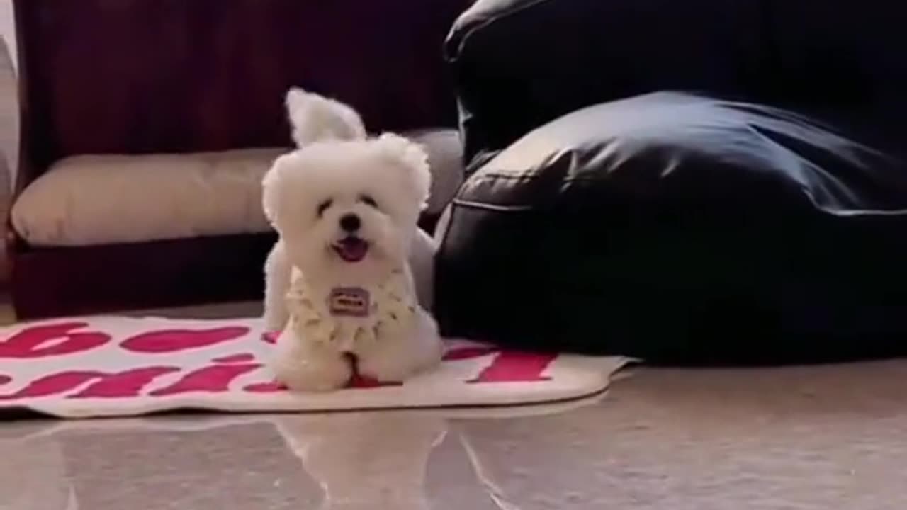 Cute dogs compilation 🥰🐕