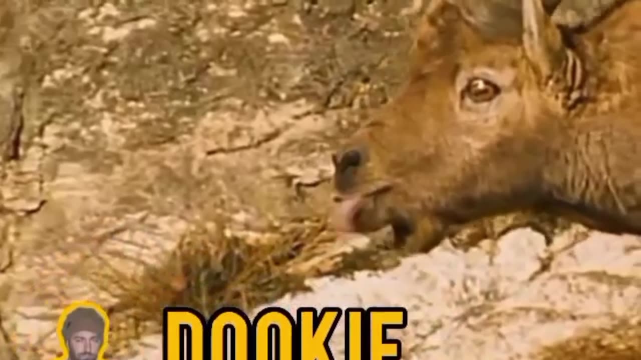 DOOKiE Gonna Do What DOOKiE gonna Do.