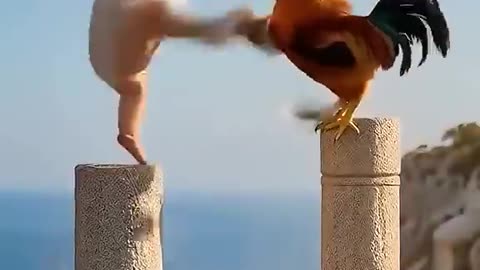 Baby vs rooster kungfu