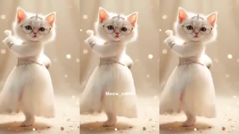 Cutest cat categories funny videos