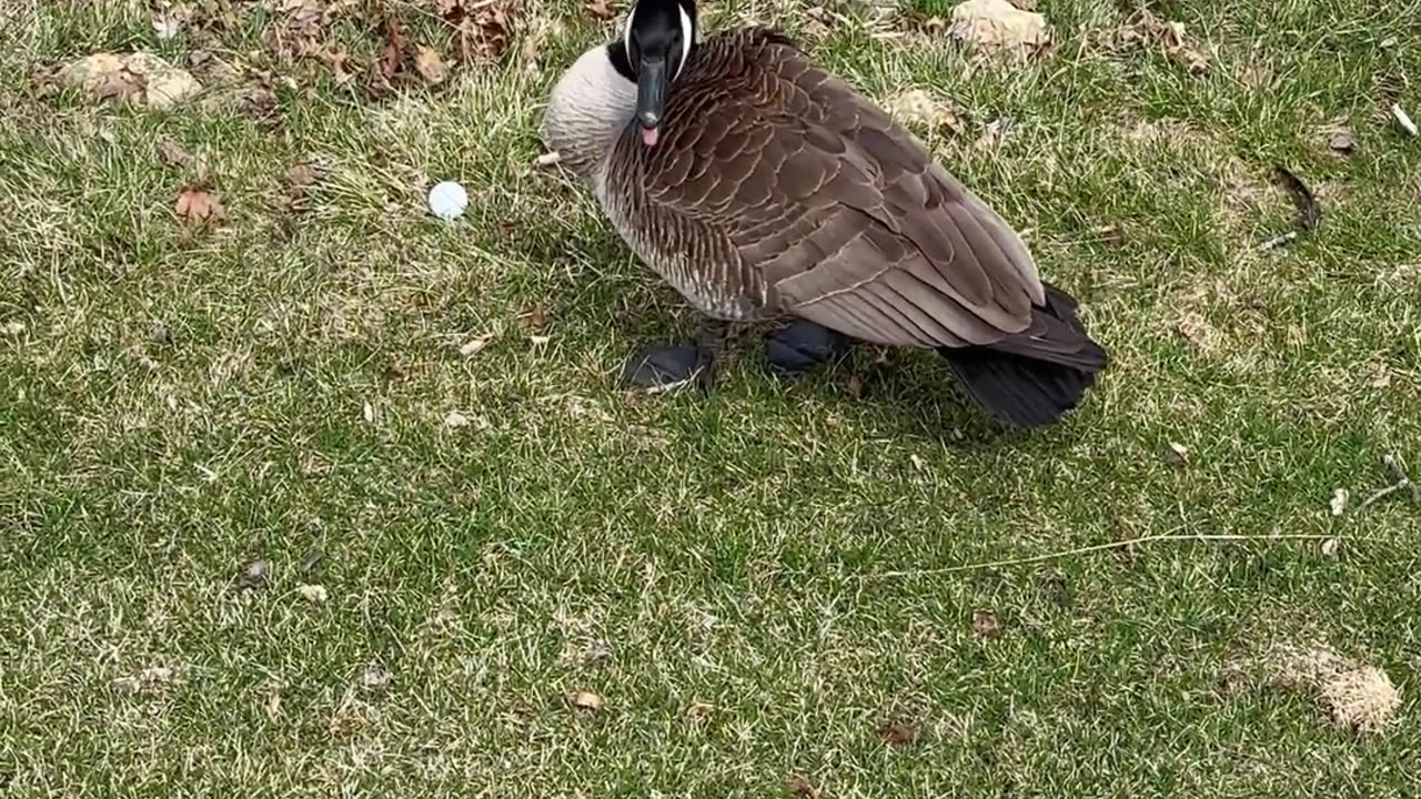 Ornery Geese Won't Let Golfers Get Their Stuff