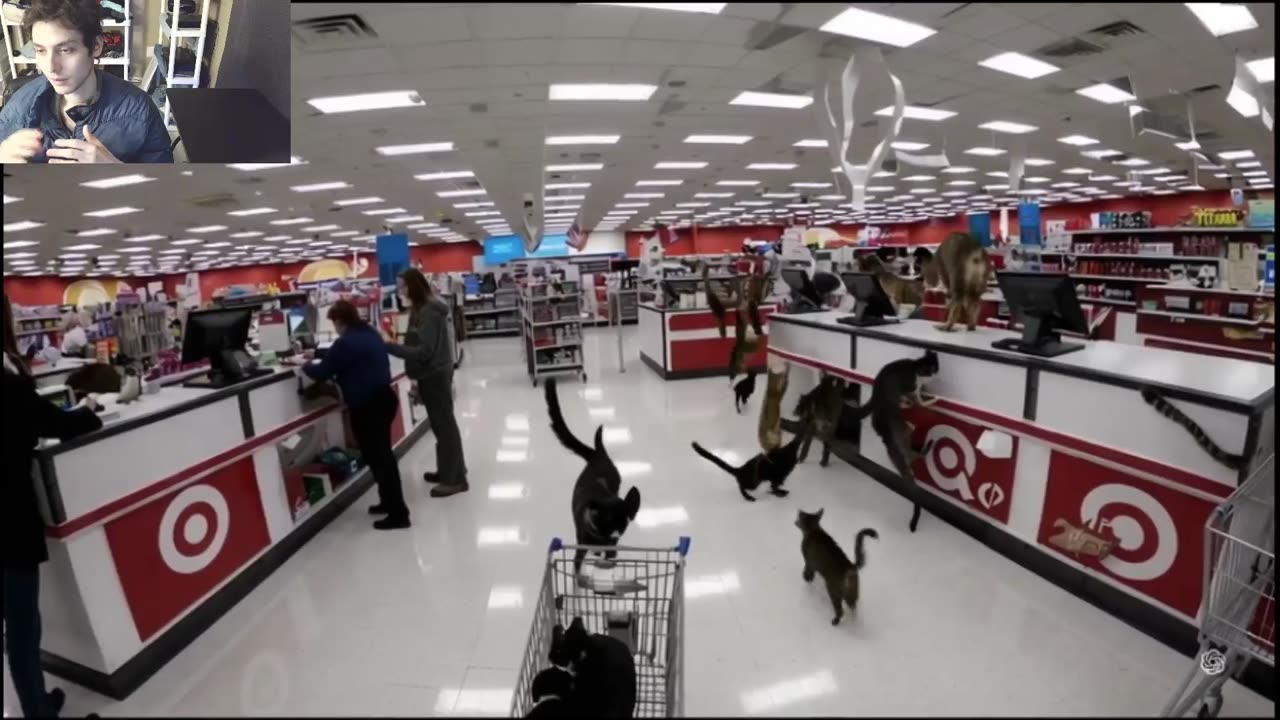 Outtake #1,044 Of Over 5 Cats Roam Around A Target Store Fake Funny Parody Video