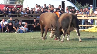 Ljuban od Tarika i Belme vs Vili od Patkovića Ciljuge 2025