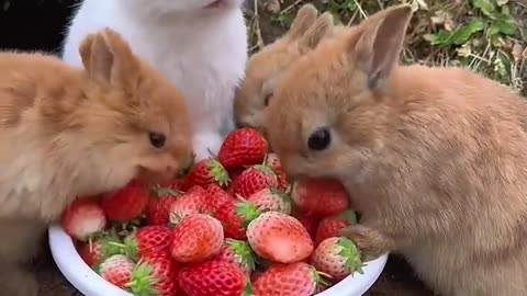 The Veggie-Vore Rabbits