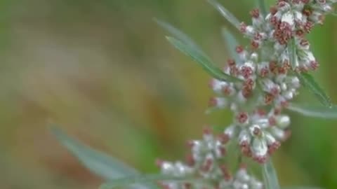 Wormwood