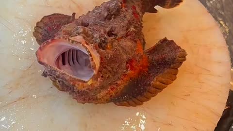 Monkey funny video | fish video 🐠 | monkey 🐒
