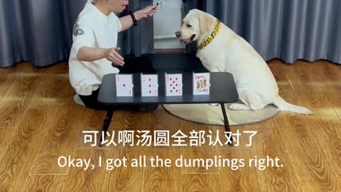 牌局新成员，狗狗智商爆表 New player in poker, dog IQ off the charts