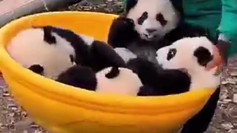 😂🐼 Pandas Being Goofy—You Can't Unsee This! | FunFM