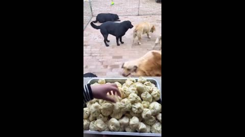 Quick Smile: One dog named Damita gets more than 10 of them, lol