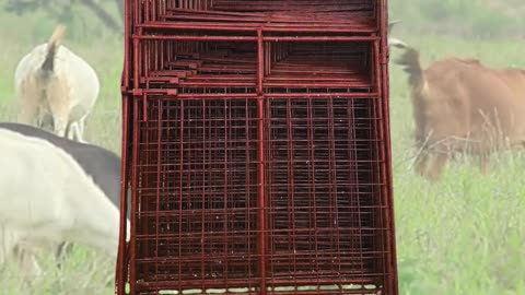 American-Made Portable Bow Gate