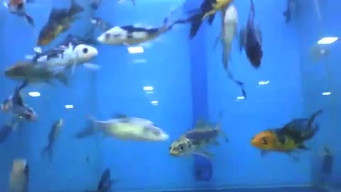 Small poecilia fish in the store's aquarium, it swim very fast [Nature & Animals]