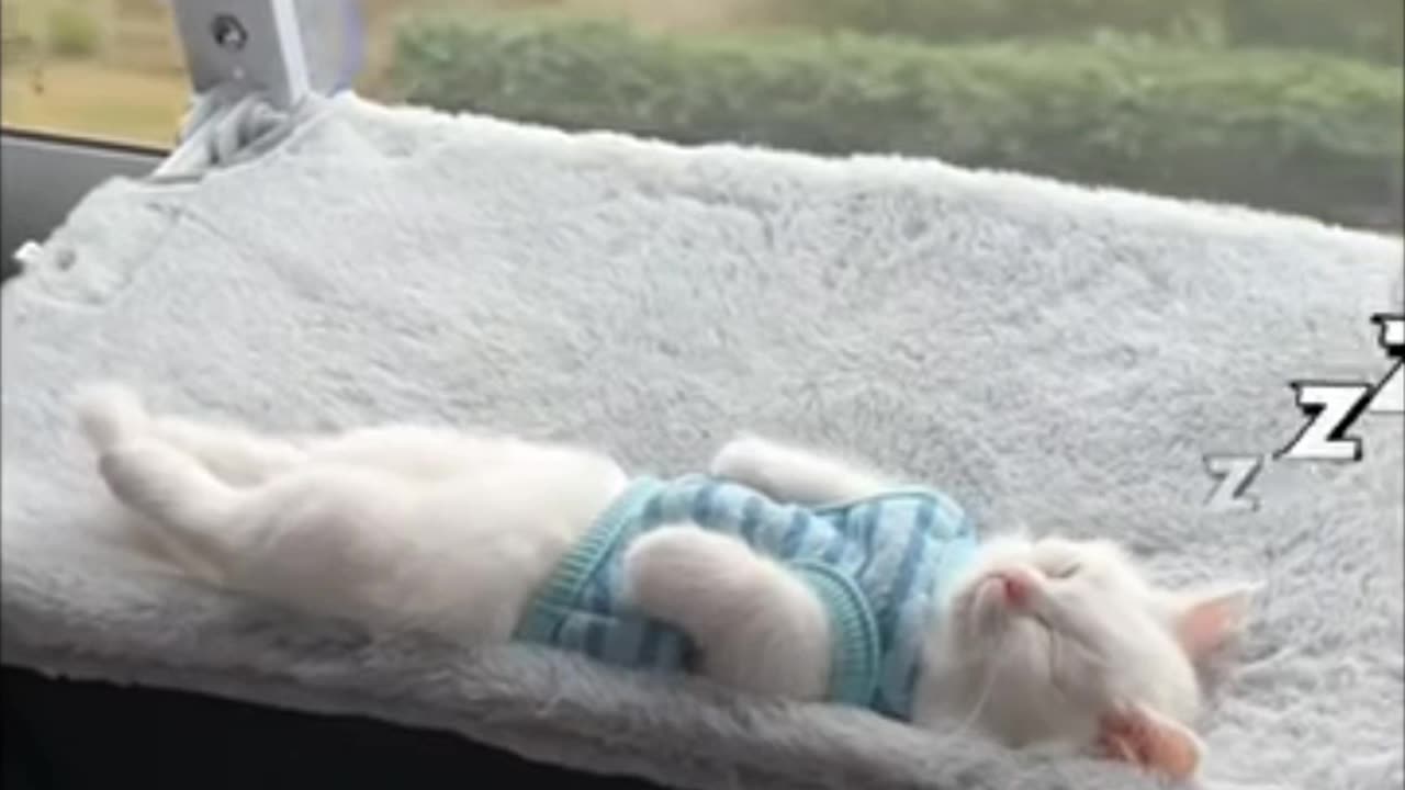 Cat very nice moments video