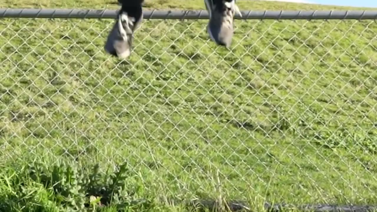 How animals get over a fence