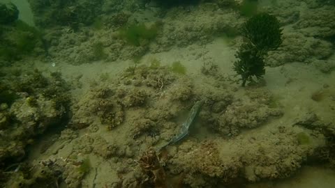 fishy close up, strange ns uploaded