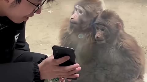 Funny Monkey Moments 🐒