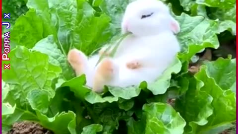 The Simple Life 🐇
