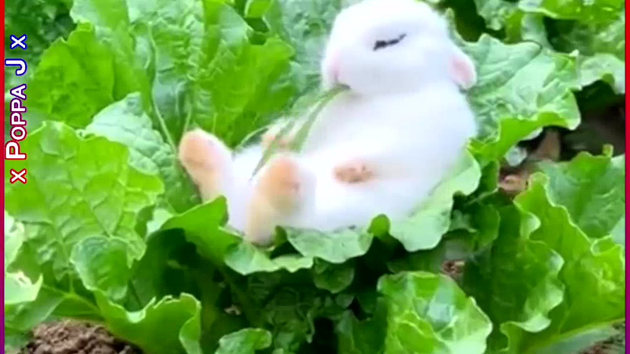 The Simple Life 🐇