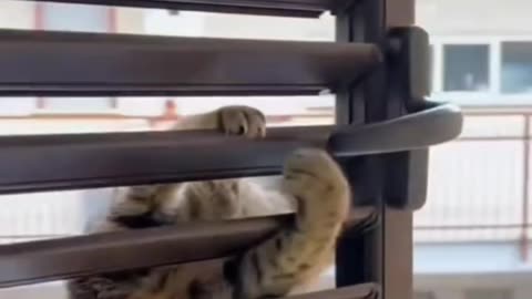Funny cat 007
