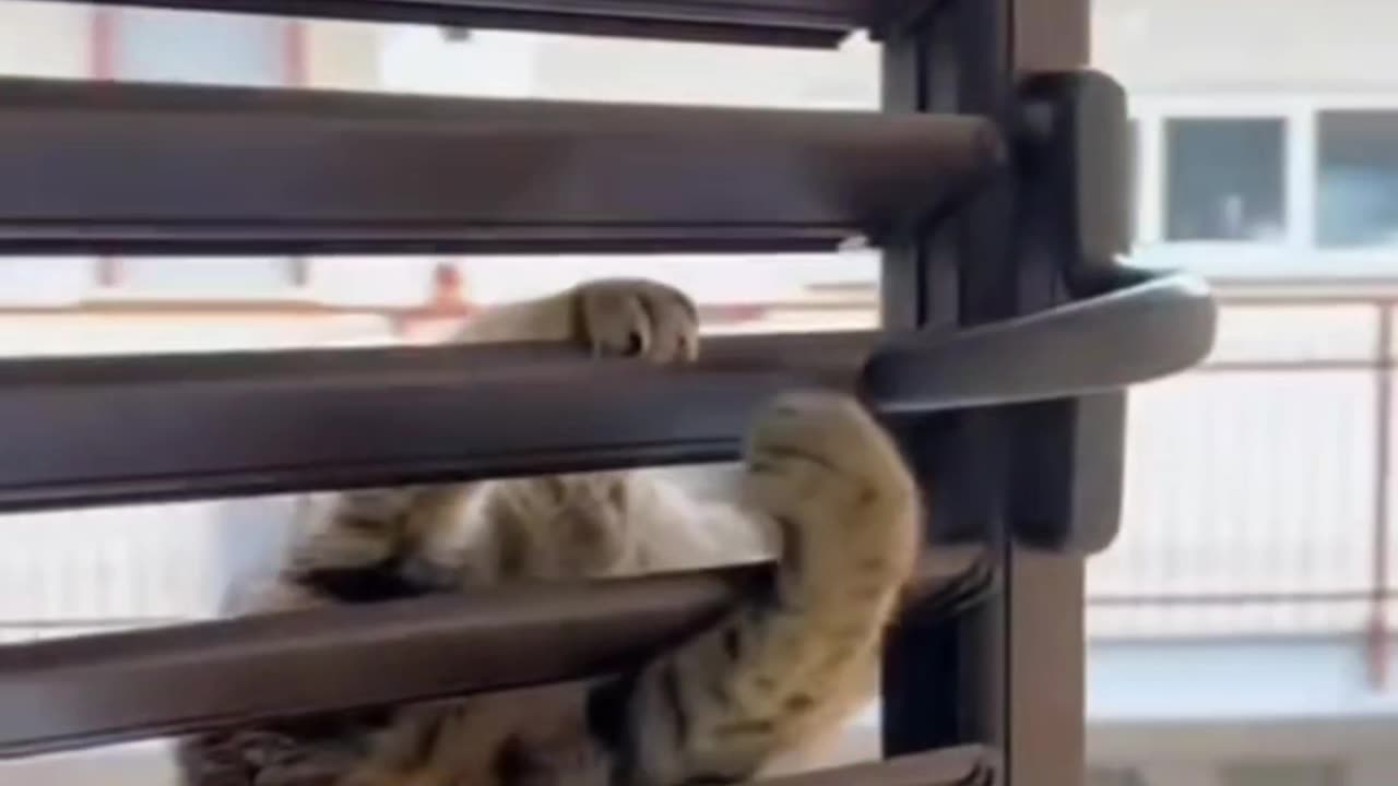 Funny cat 007