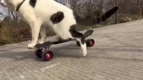 Cat riding a skateboard