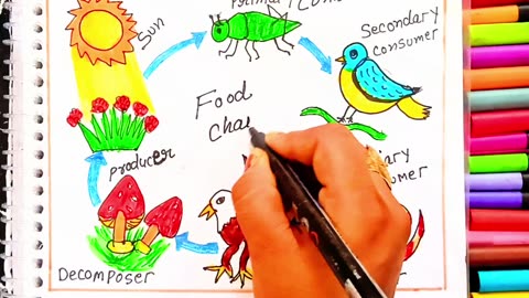 How to Draw Food Chain Step by Step | Easy Food Chain Drawing for Kids