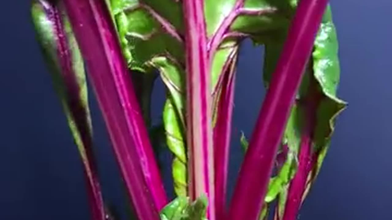 水培蔬菜延时摄影