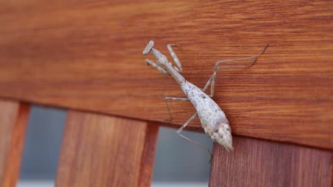 Praying Mantis on a bench