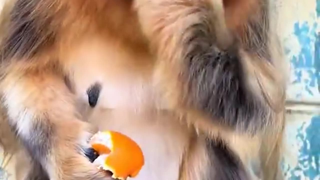 Nom Nom Time