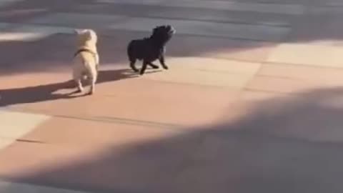 funny video