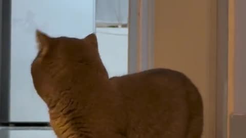 funny cat