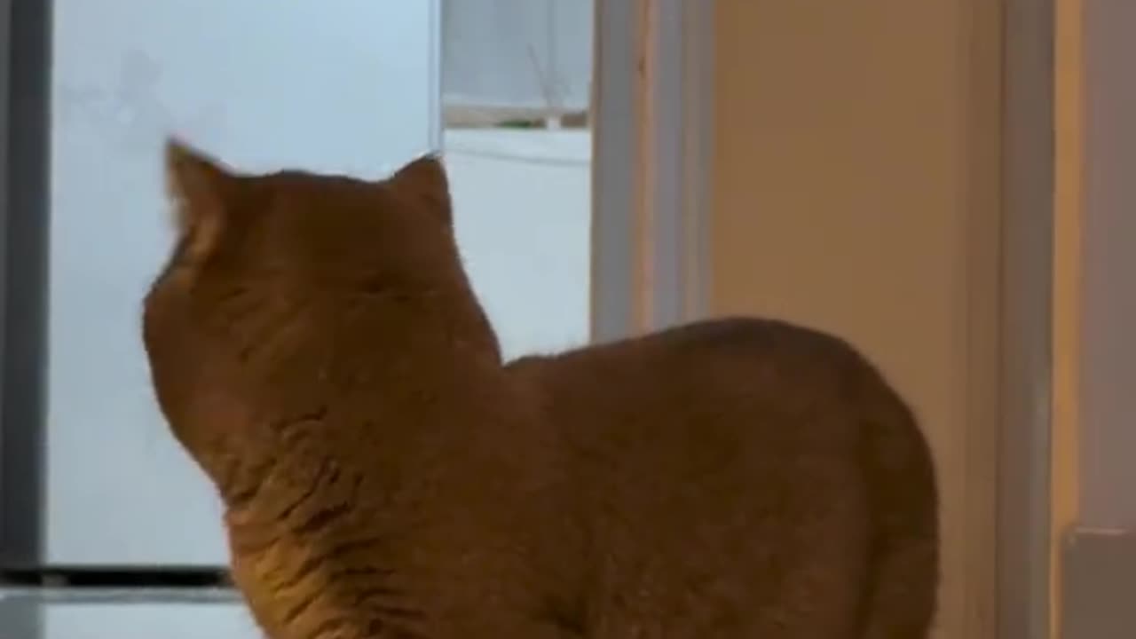 funny cat