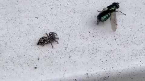 Stealth Spider Attack 🕷️ | Spider vs Fly | Viral Nature Shorts 2025