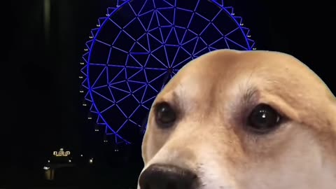 Alguien mas entiende que dice apaxe apaxe apaxe
