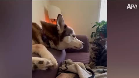 HOWL & ROAR: SPECIAL :💯🔥