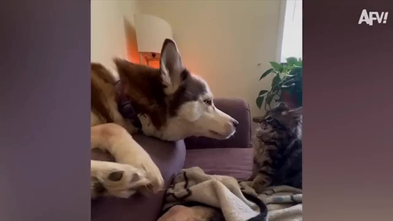 HOWL & ROAR: SPECIAL :💯🔥