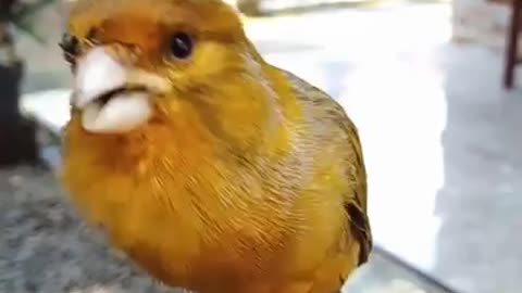 Birds 🐦 sounds 🥰🌹🦜