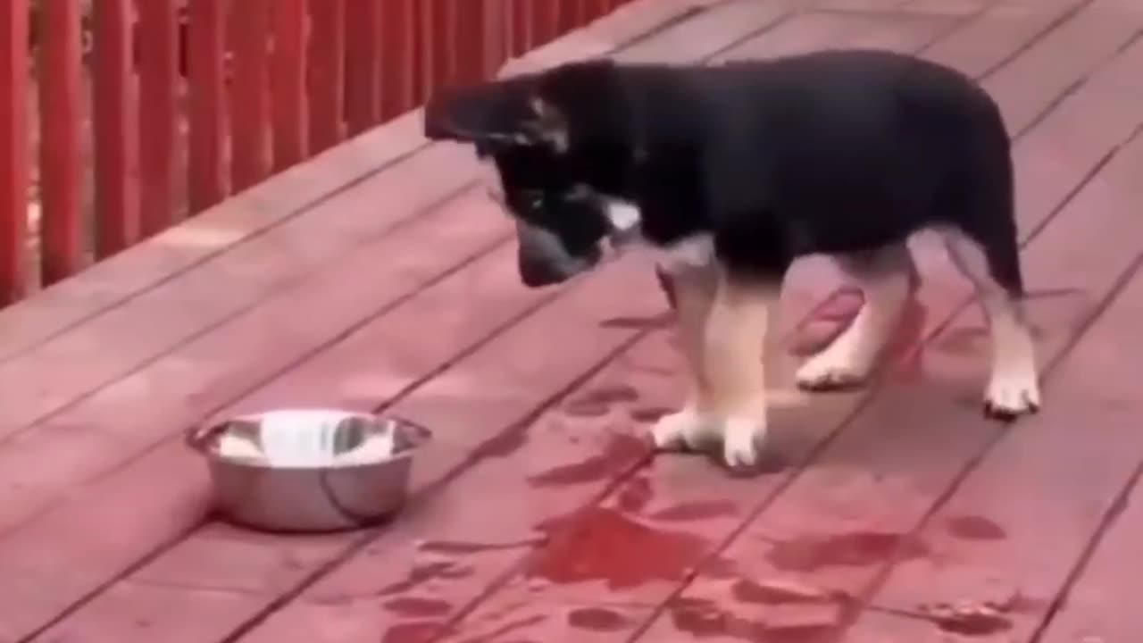 Chubby Cat Problems | The Cutest Furry Fails ππΎ