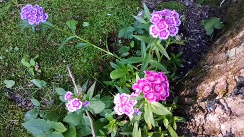 Sweet William