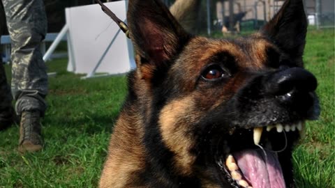 Curso Detentores De Cães Perigosos Ou Potencialmente Perigosos